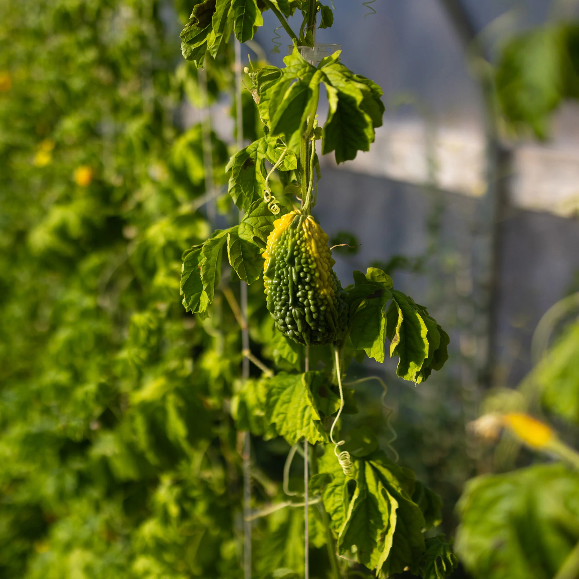 Organic Bitter Melon Seeds