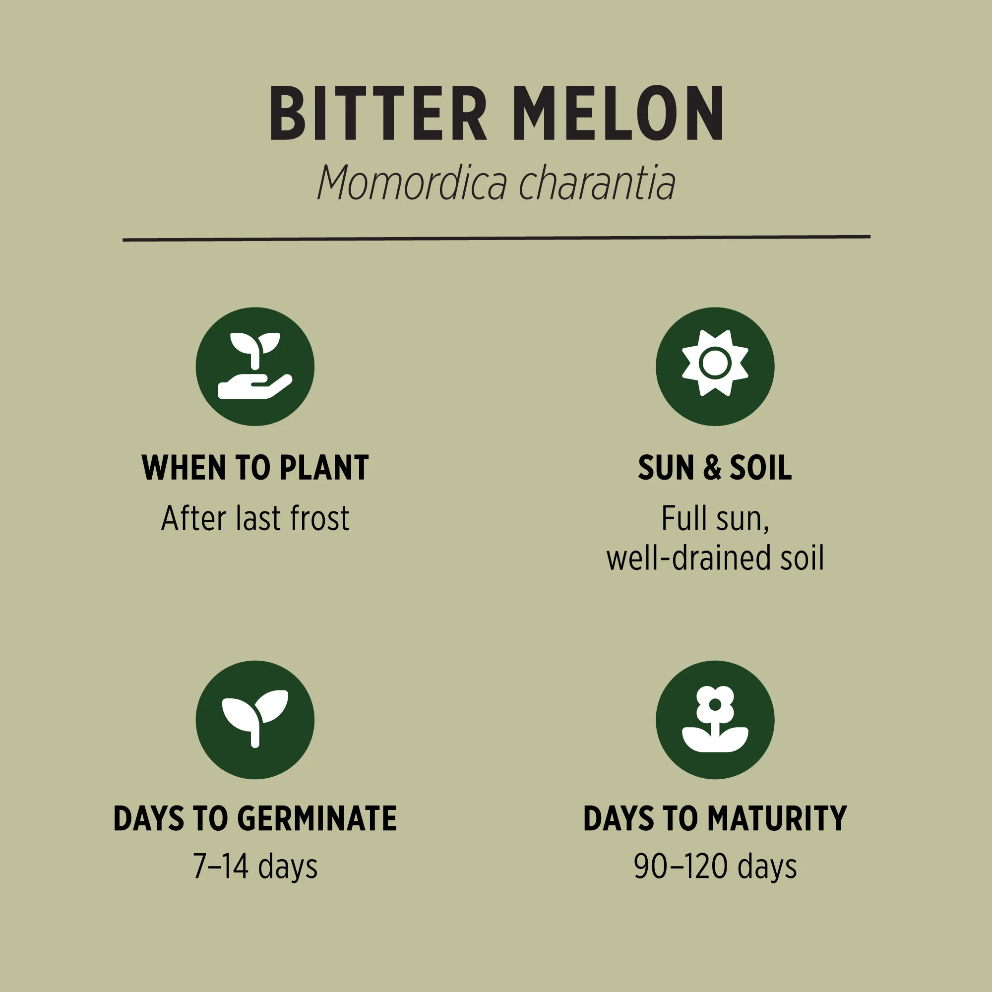 Organic Bitter Melon Seeds - Image 3