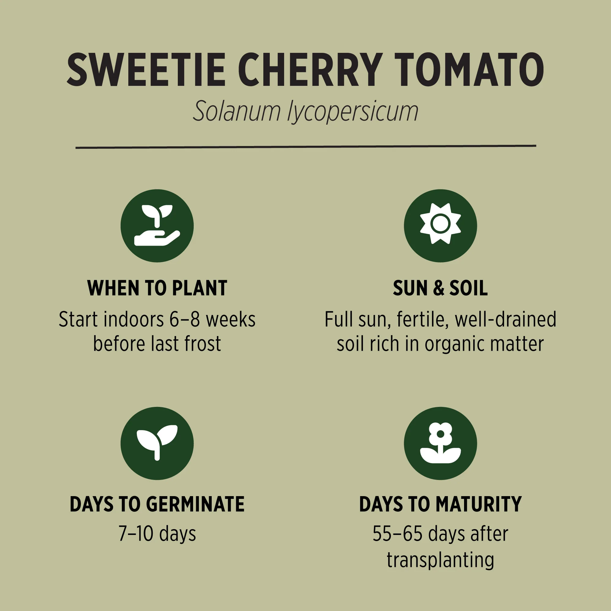 Organic Cherry Tomato Seeds - Image 3