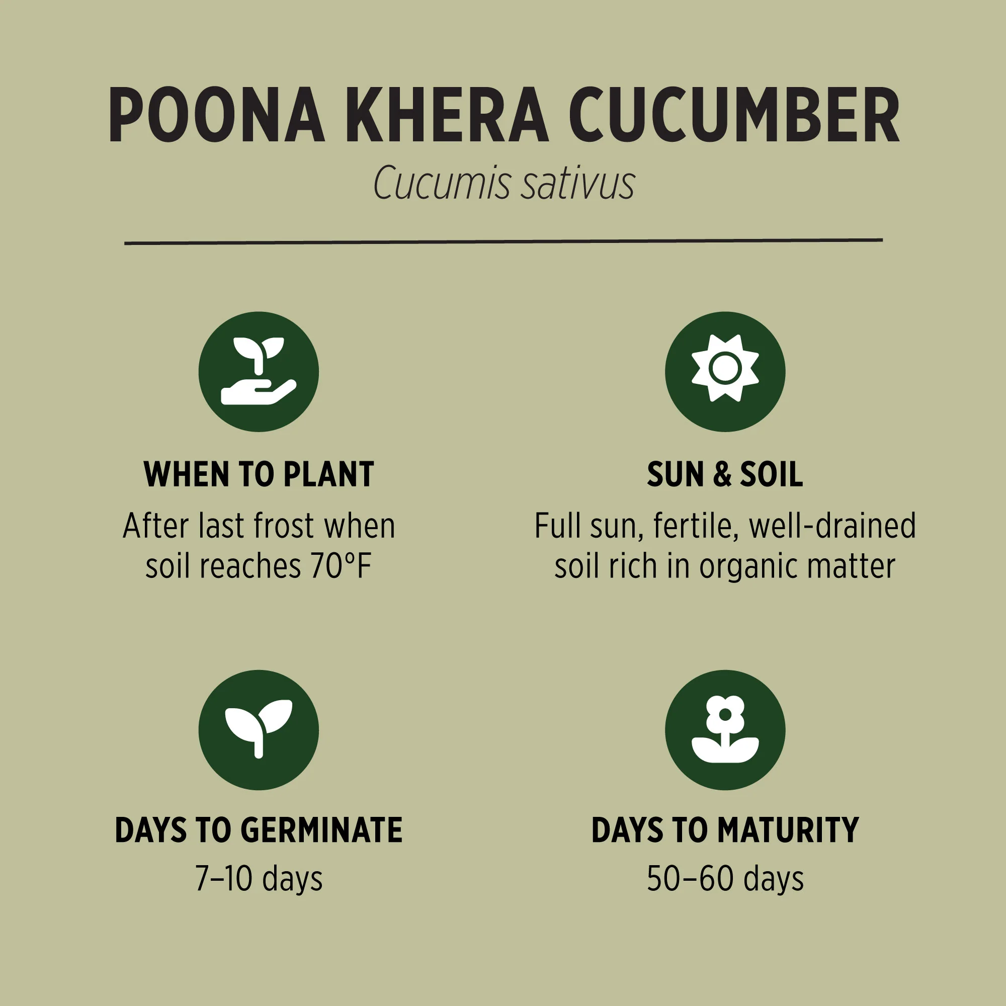 Organic Cucumber Seeds - Image 3