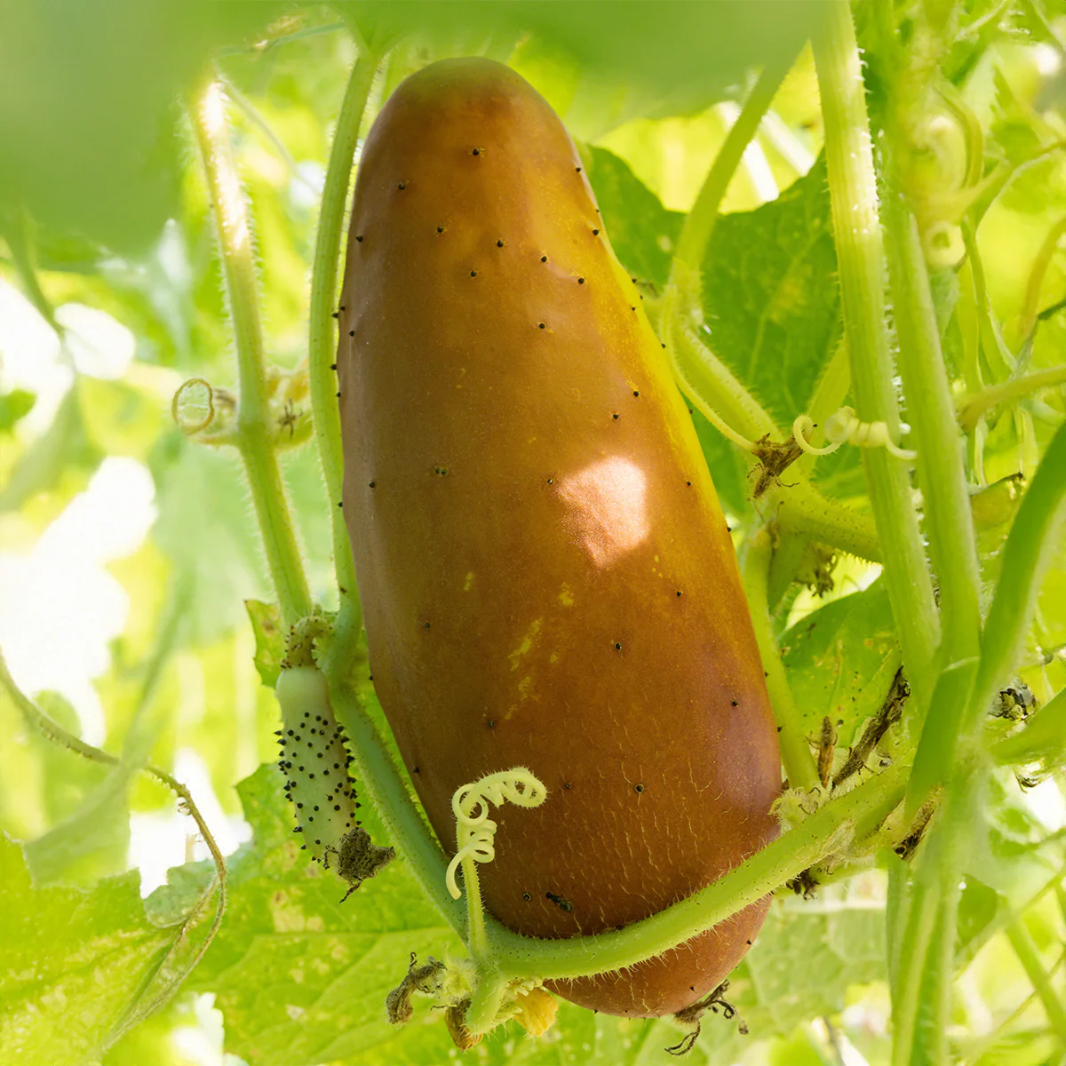 Organic Cucumber Seeds - Image 4