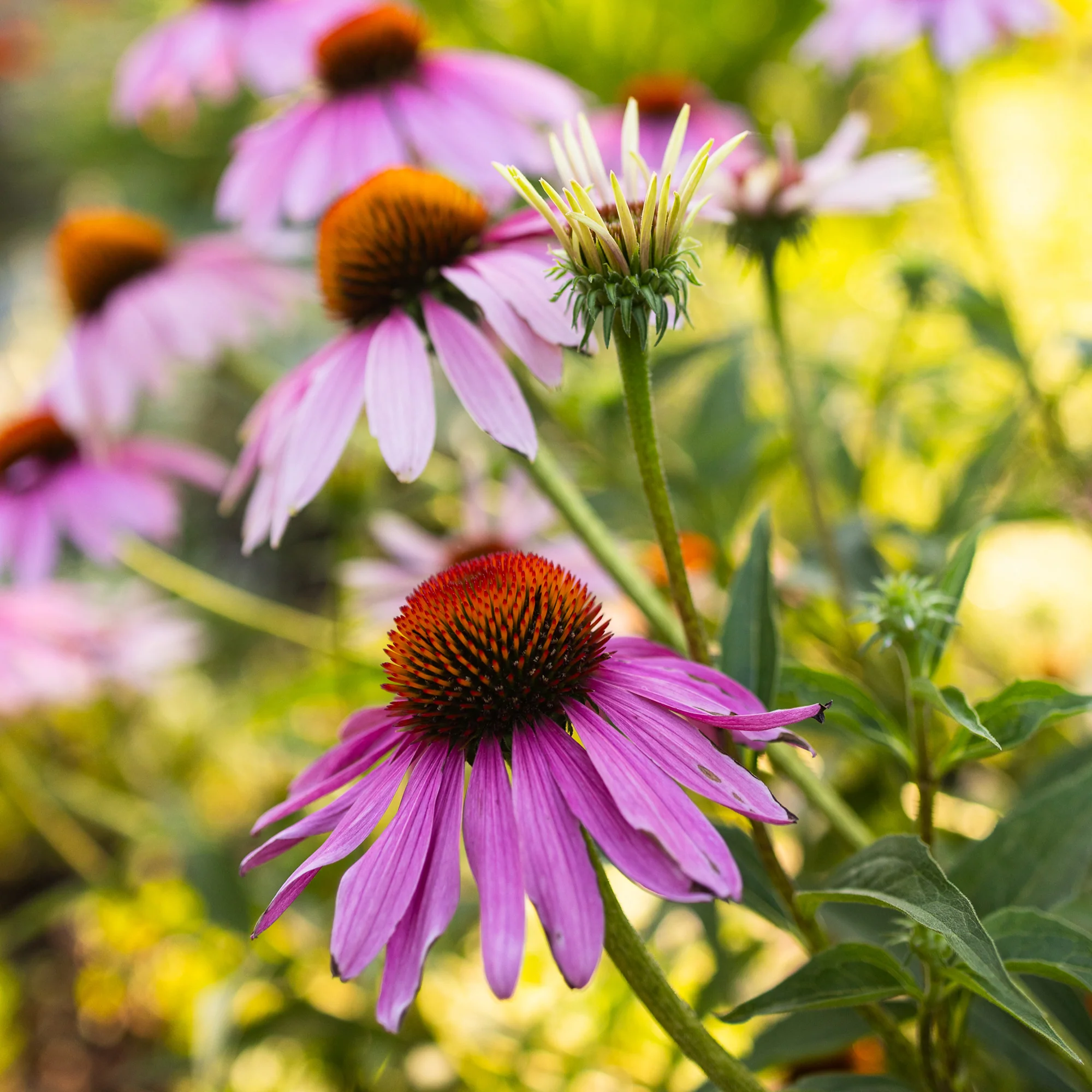 Organic Echinacea Seeds