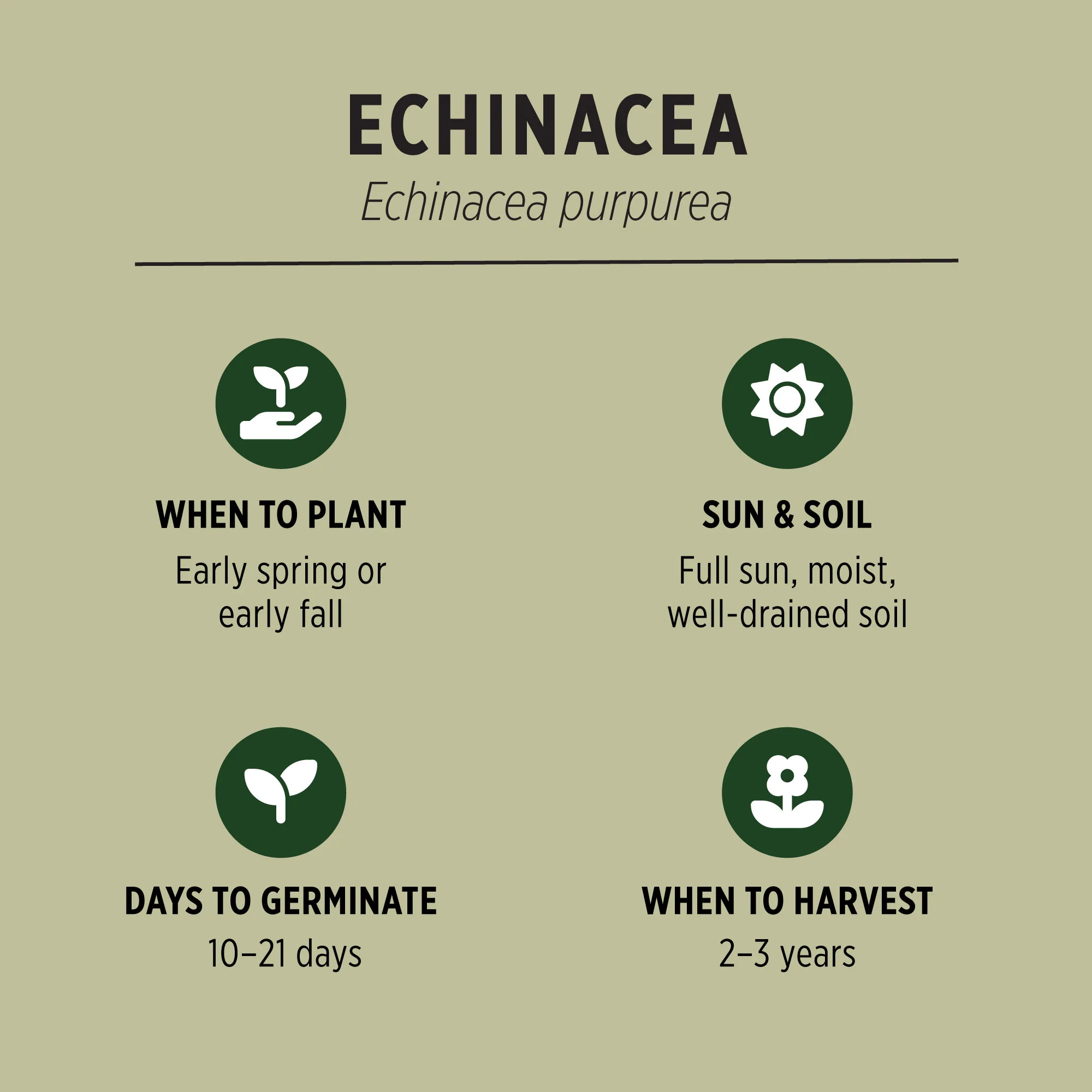Organic Echinacea Seeds - Image 3