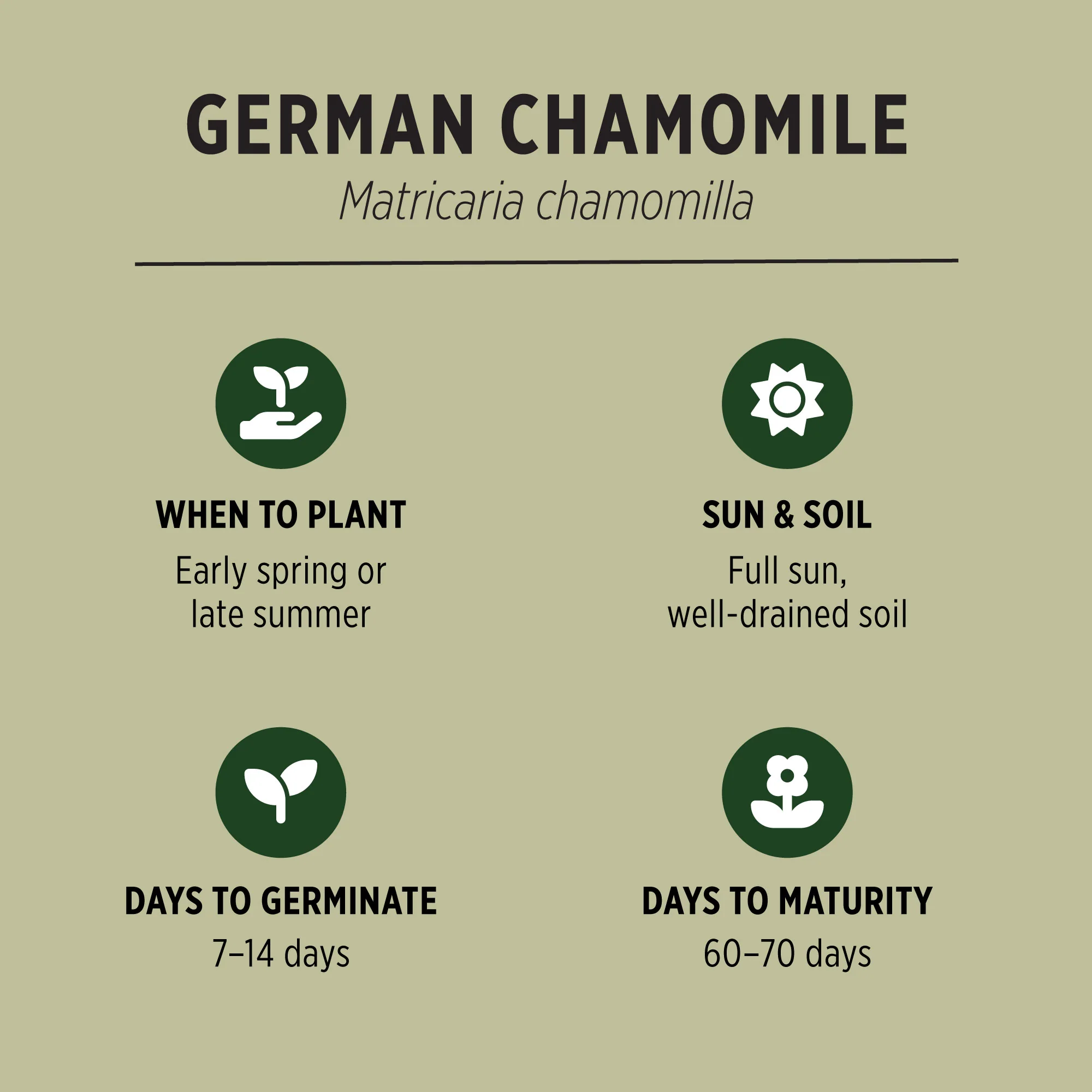 Organic German Chamomile Seeds - Image 3