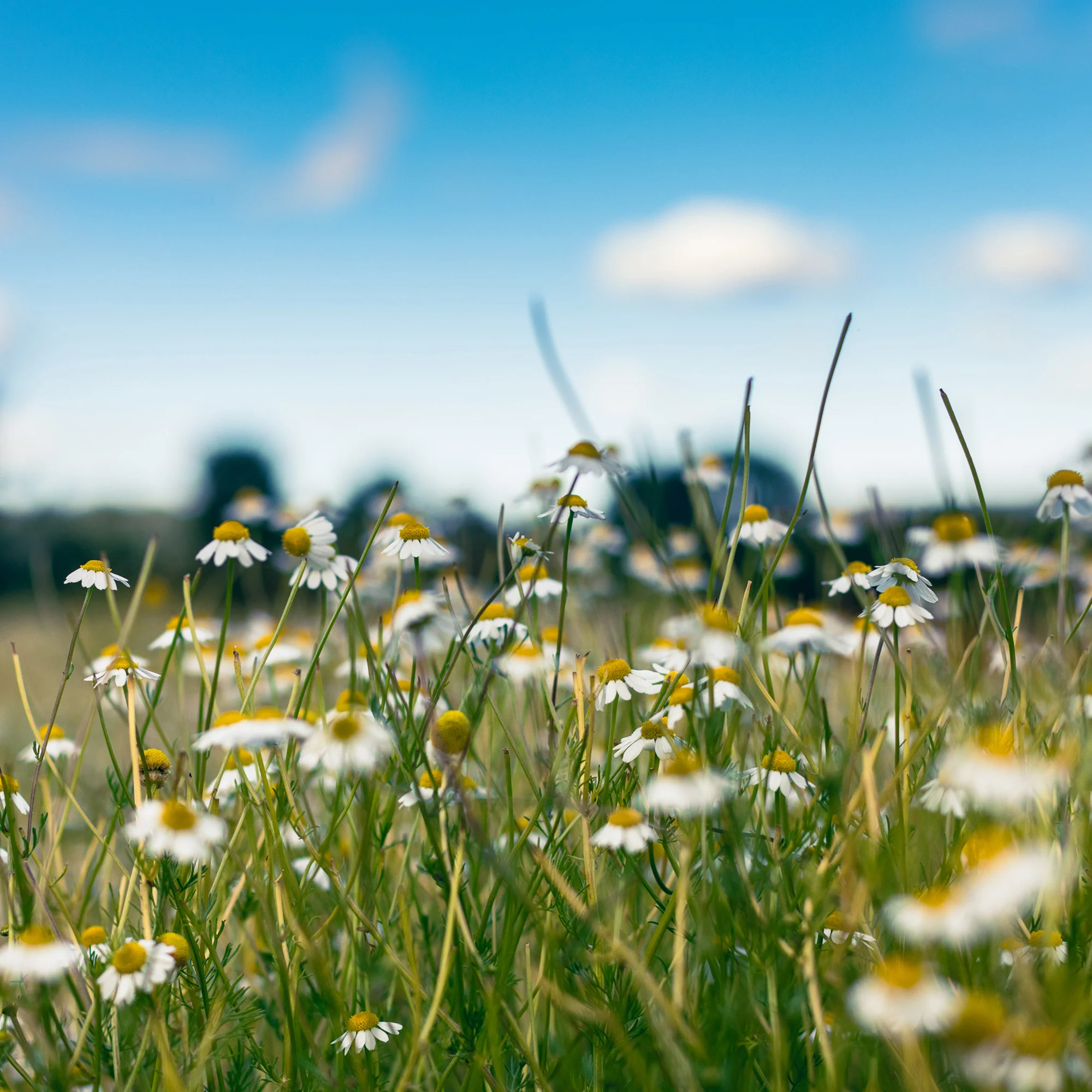Organic German Chamomile Seeds - Image 4