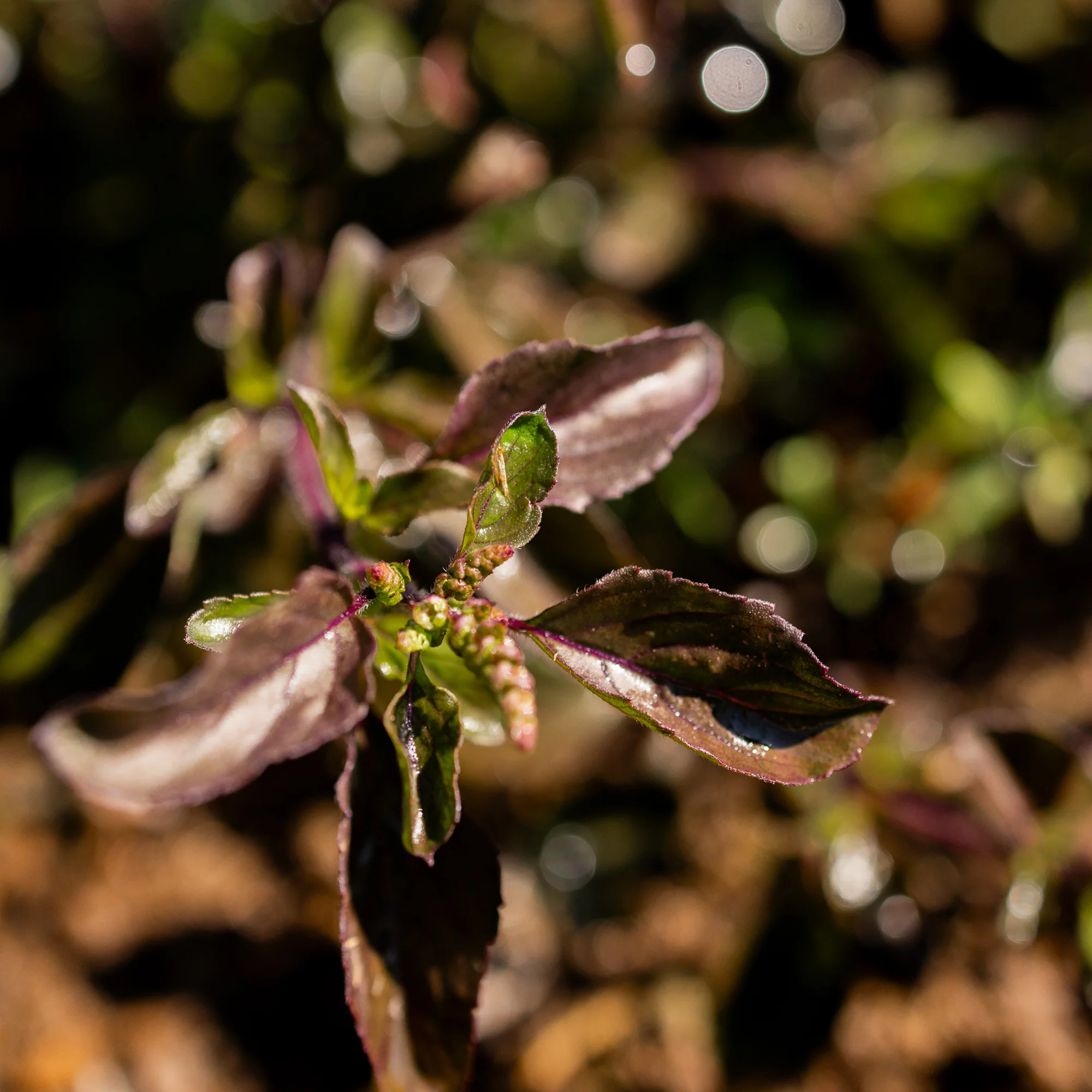 Organic Krishna Tulsi Seeds - Image 4