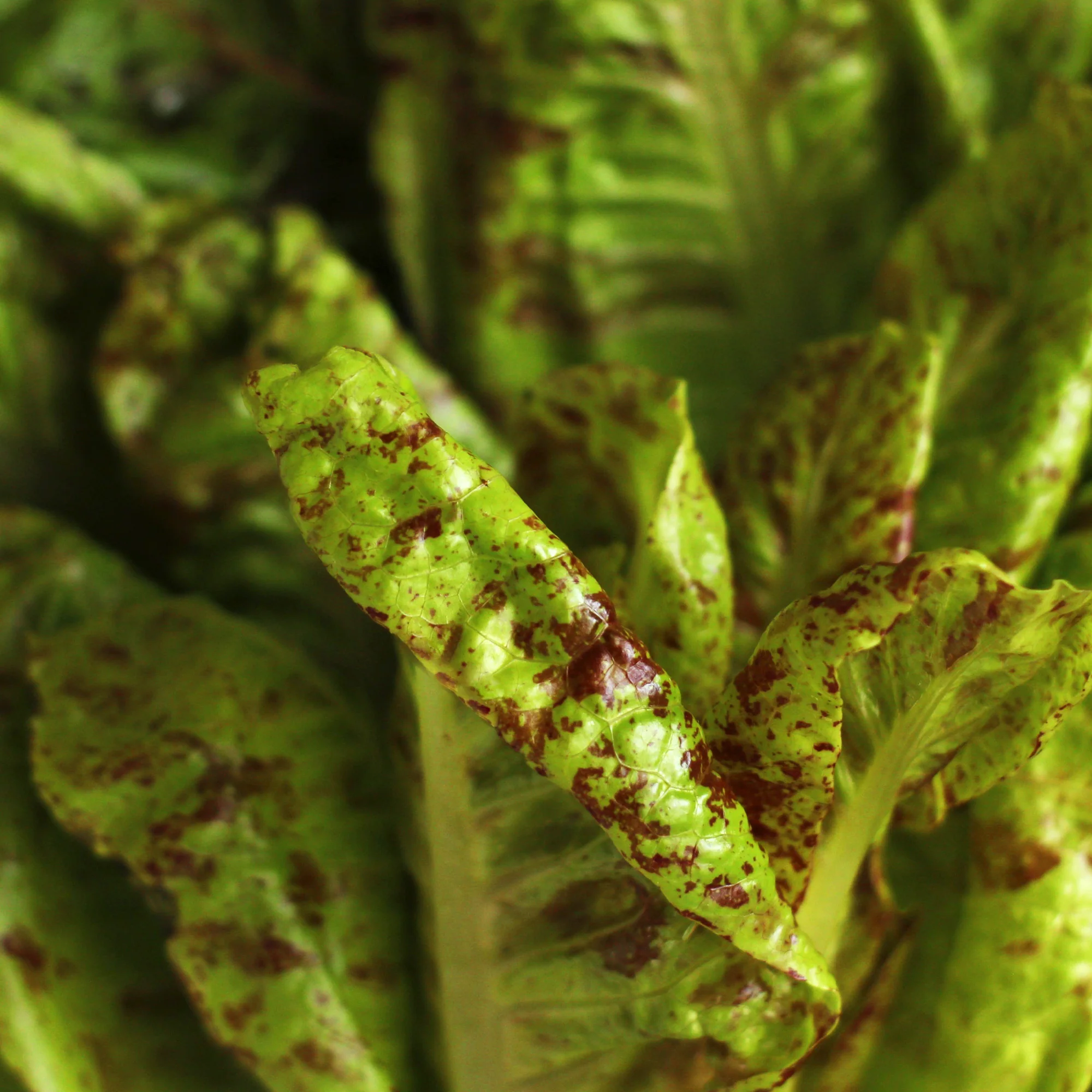 Organic Lettuce Seeds - Image 4