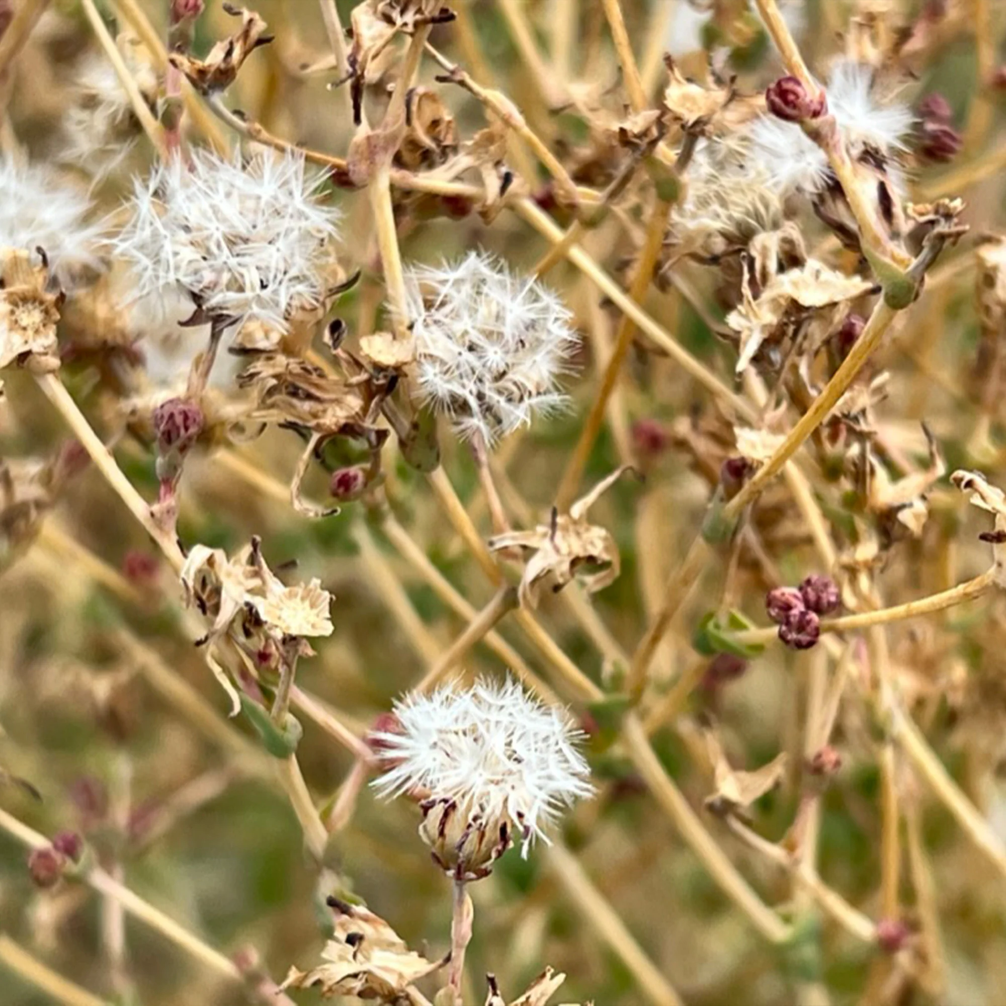 Organic Lettuce Seeds - Image 7