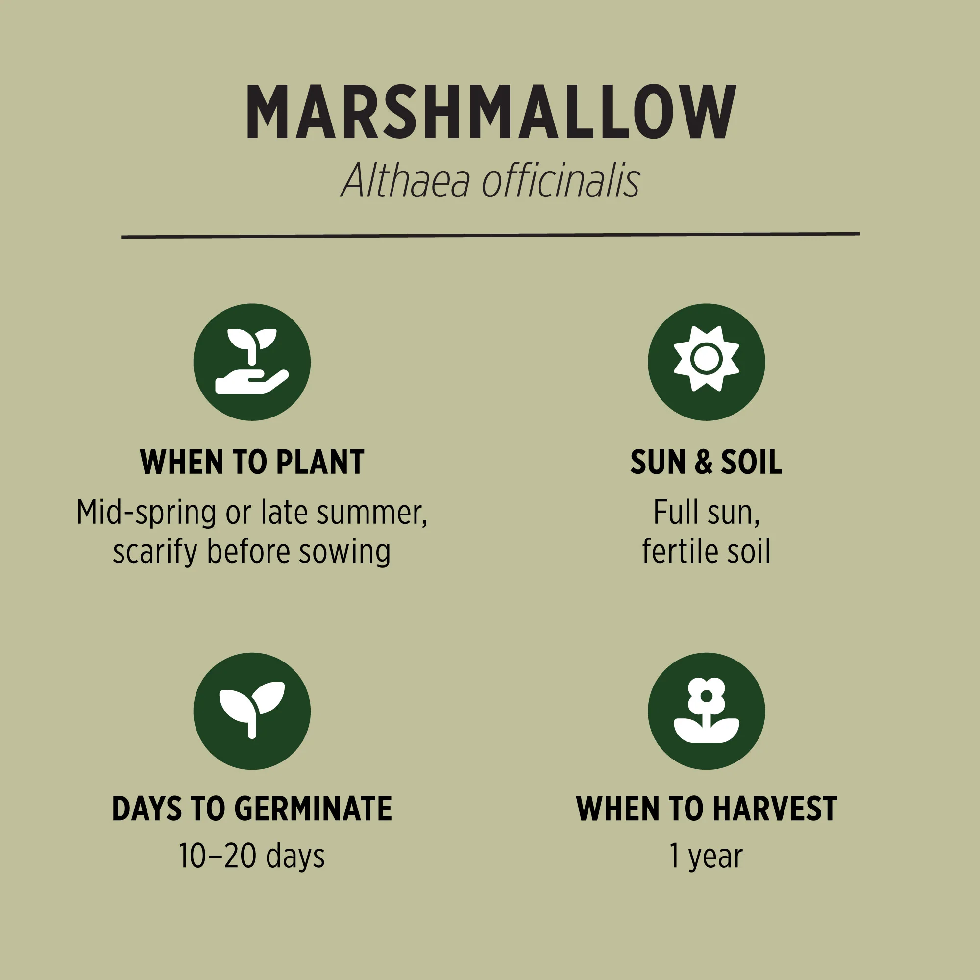 Marshmallow seeds - Image 3