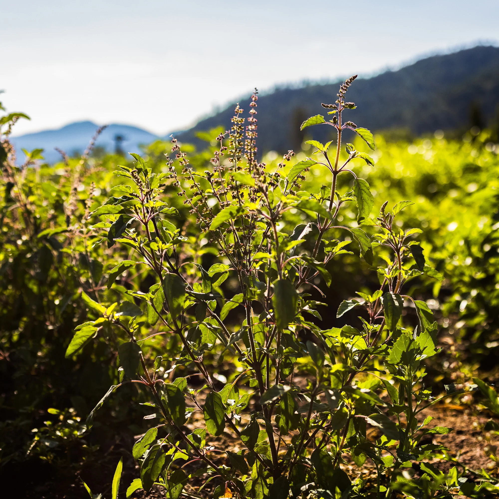 Organic Rama Tulsi Seeds - Image 4