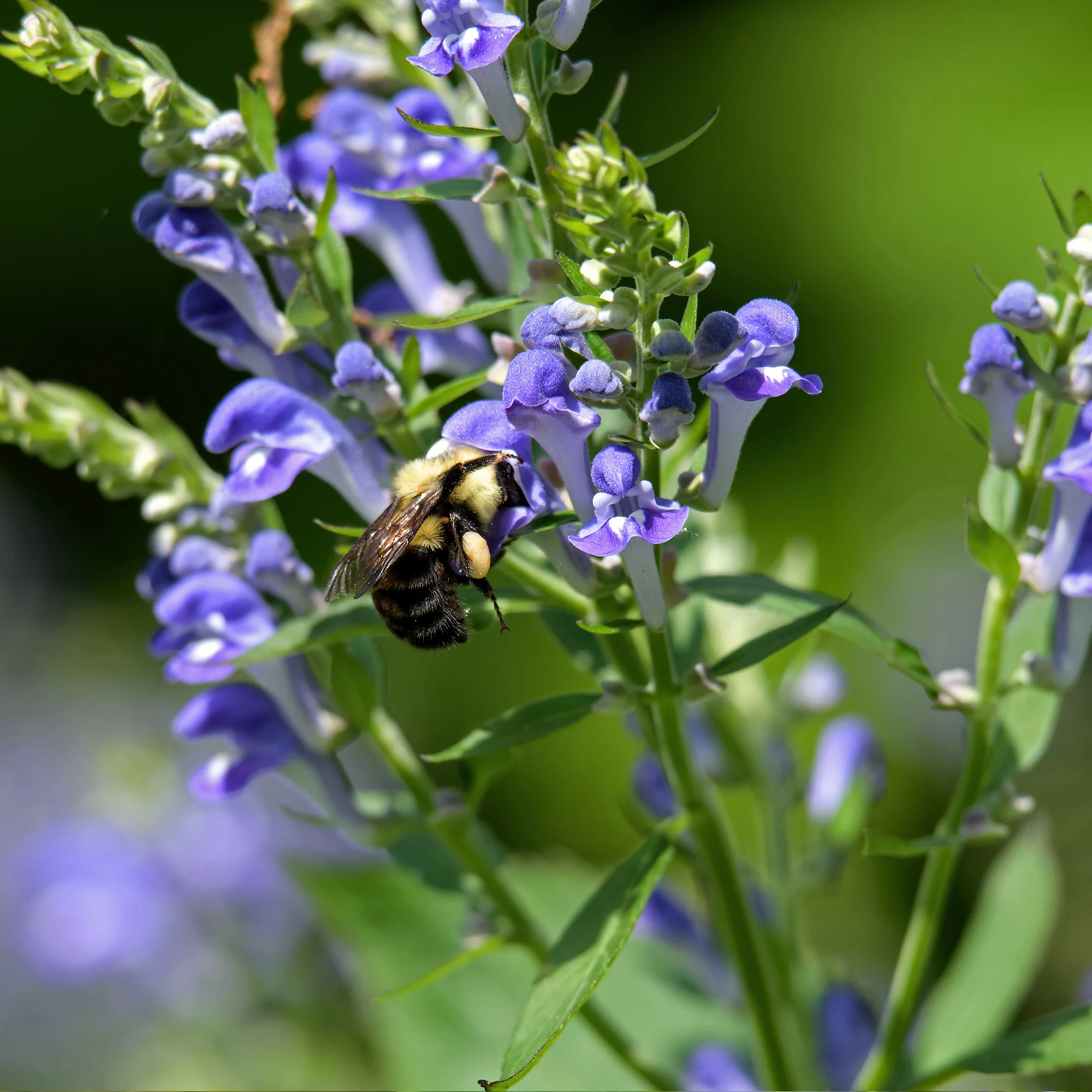 Organic Skullcap Seeds