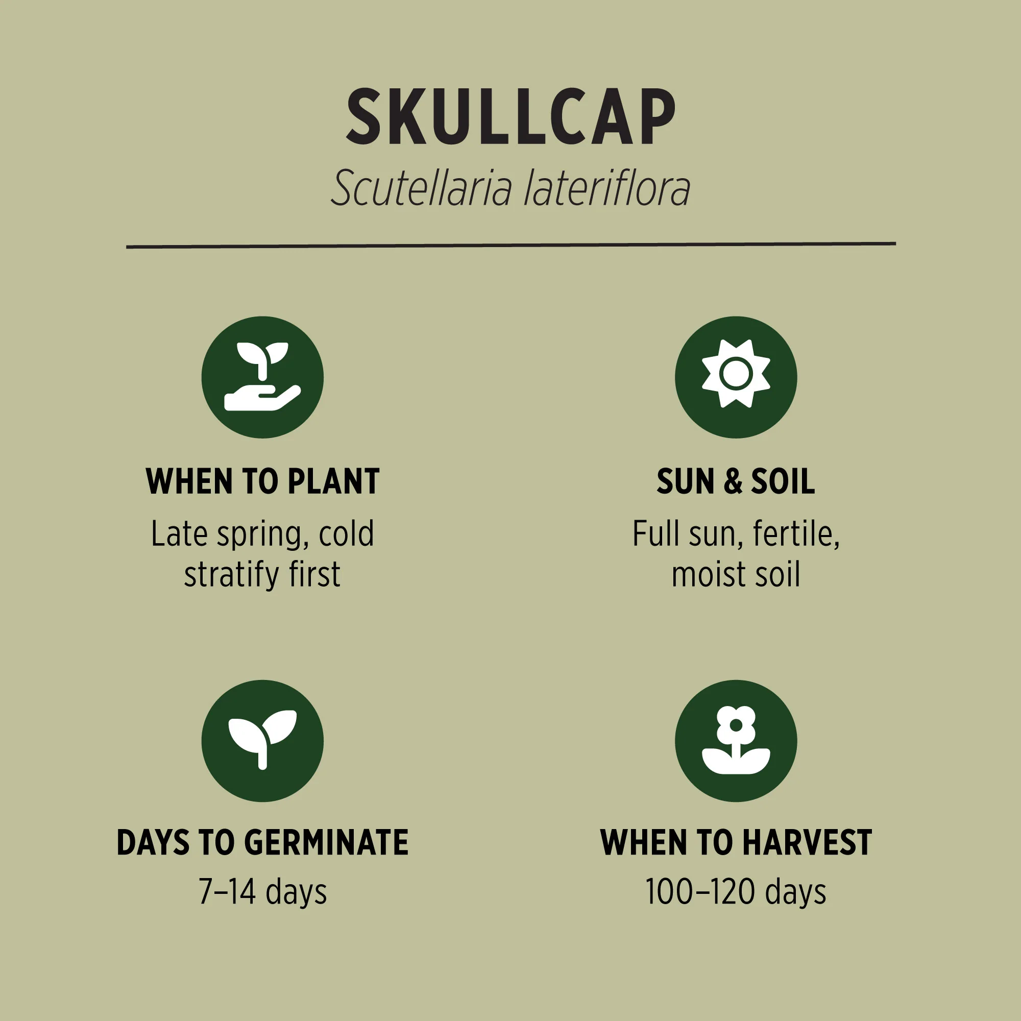 Organic Skullcap Seeds - Image 3