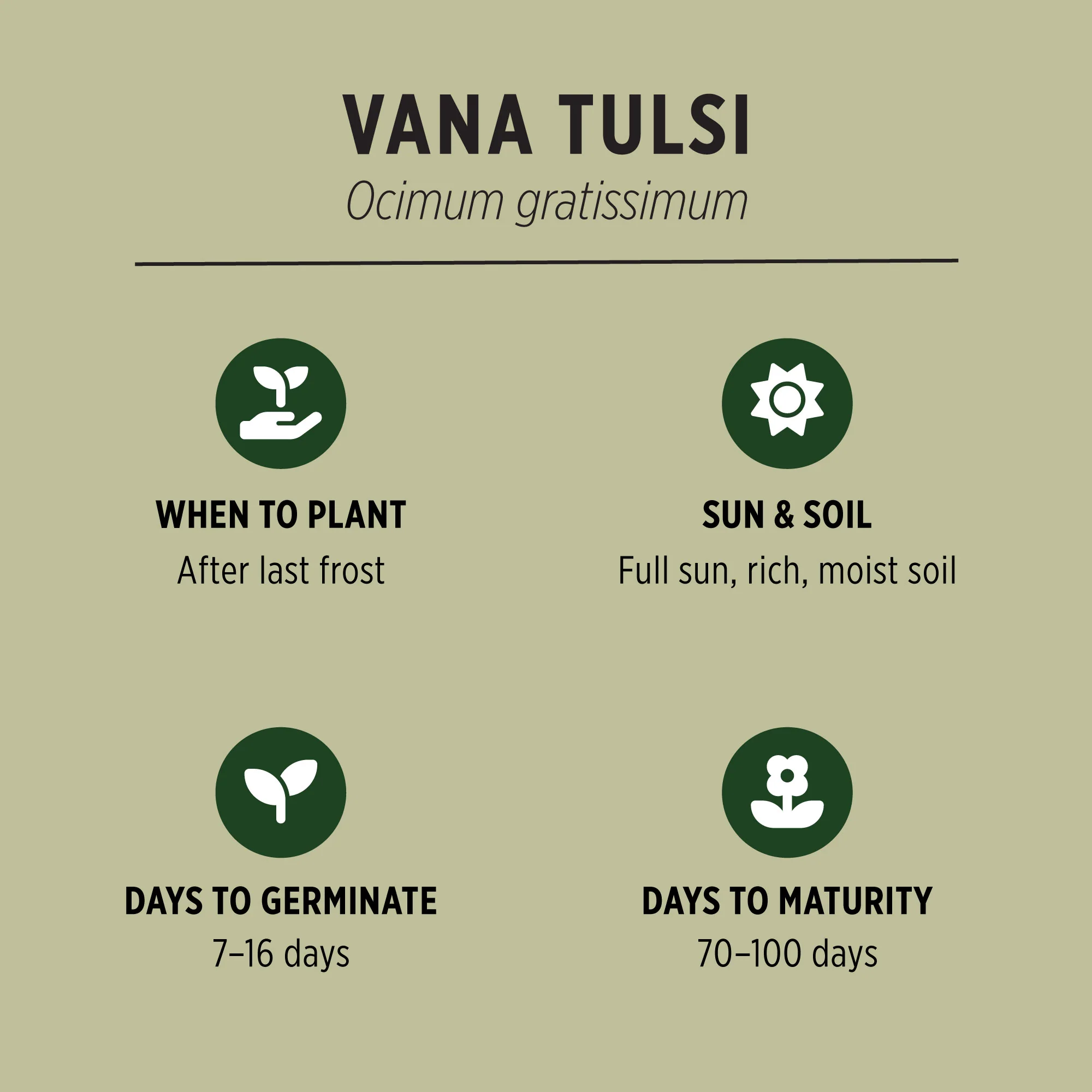Organic Vana Tulsi Seeds - Image 3