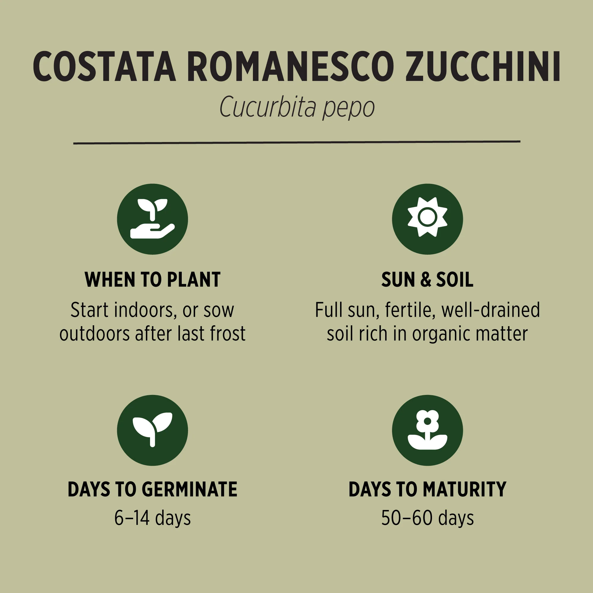 Organic Zucchini Seeds - Image 3